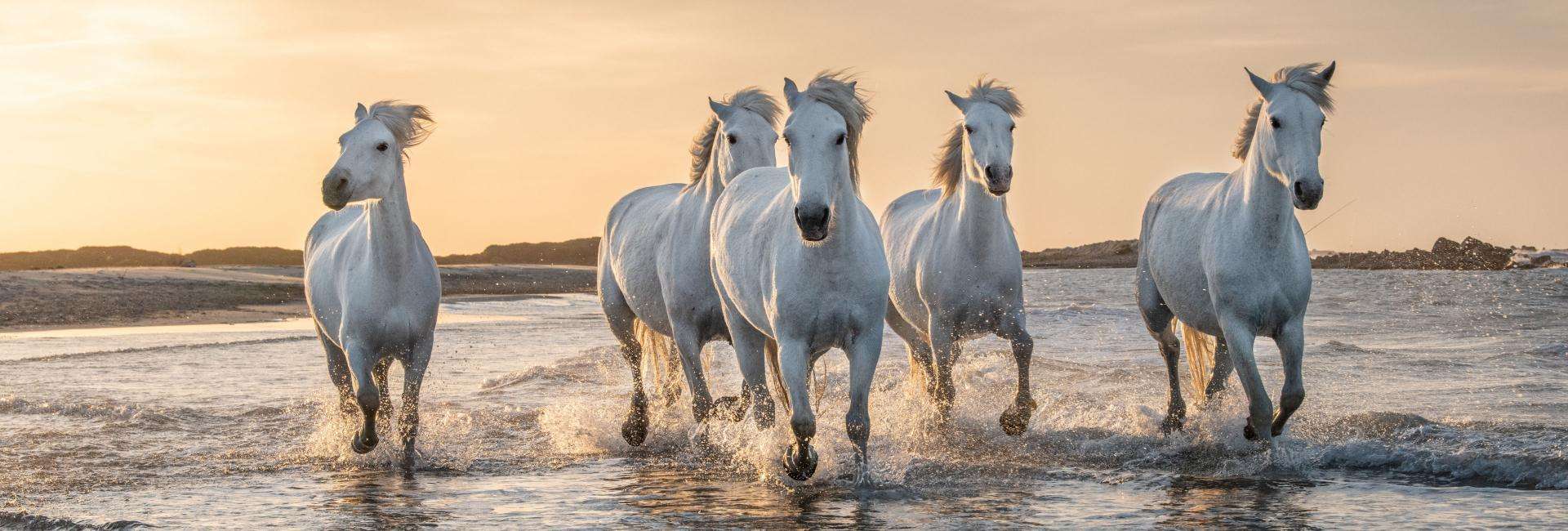 Parc naturel régional de la Camargue
