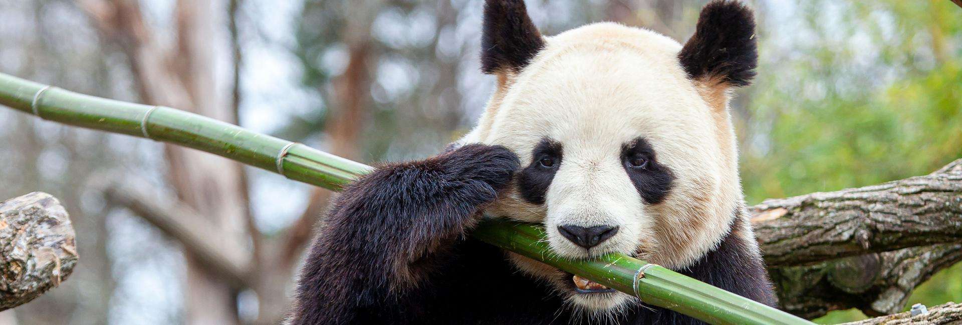 ZooParc de Beauval